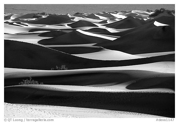 Mesquite Sand dunes, early morning. Death Valley National Park (black and white)