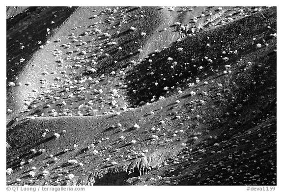 Hillside covered with sage bushes. Death Valley National Park (black and white)