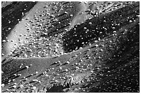 Hillside covered with sage bushes. Death Valley National Park ( black and white)