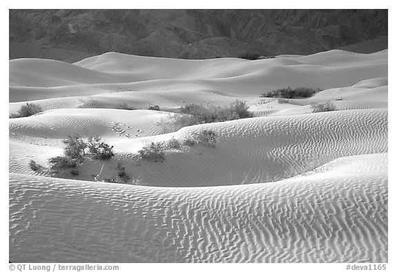 Mesquite Sand Dunes, morning. Death Valley National Park, California, USA.