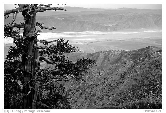 Bristlecone Pine tree near Telescope Peak. Death Valley National Park, California, USA.