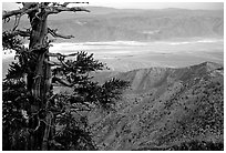 Bristlecone Pine tree near Telescope Peak. Death Valley National Park, California, USA. (black and white)