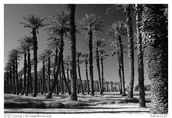 Palm trees in Furnace Creek oasis. Death Valley National Park, California, USA.