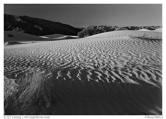 Ripples on Mesquite Dunes, early morning. Death Valley National Park, California, USA.