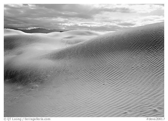 Sensuous dune forms. Death Valley National Park (black and white)