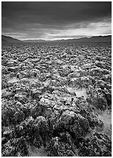 Salt pinnacles at Devils Golf Course. Death Valley National Park, California, USA. (black and white)