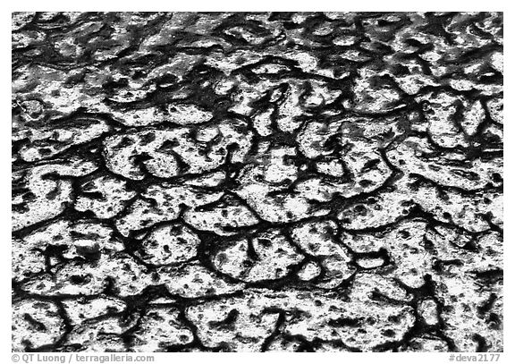 Algae in rare permanent water source, Salt Creek. Death Valley National Park (black and white)