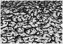 Algae in rare permanent water source. Death Valley National Park, California, USA. (black and white)