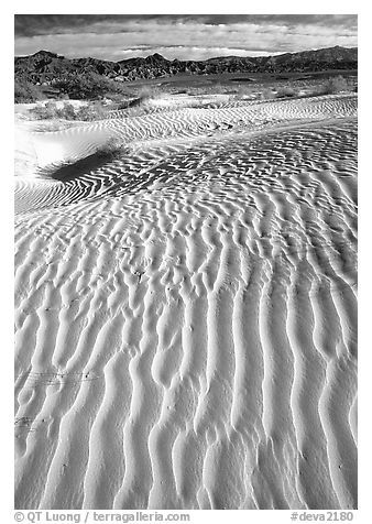 Ripples on Mesquite Sand Dunes. Death Valley National Park (black and white)
