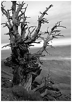 Bristlecone Pine tree near Telescope Peak. Death Valley National Park ( black and white)