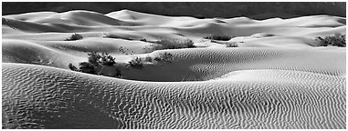 Expense of sand dunes with mesquite bushes. Death Valley National Park (Panoramic black and white)