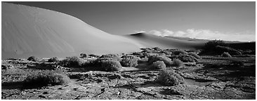 Desert landscape with mud slabs, bushes, and sand dunes. Death Valley National Park (Panoramic black and white)