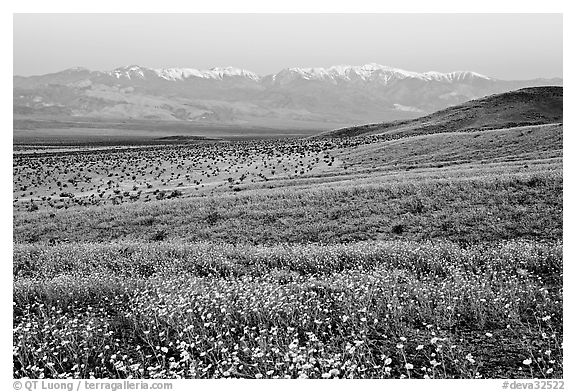 Desert Gold and Panamint Range, Ashford Mill area, dawn. Death Valley National Park, California, USA.