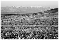 Desert Gold and Panamint Range, Ashford Mill area, dawn. Death Valley National Park ( black and white)