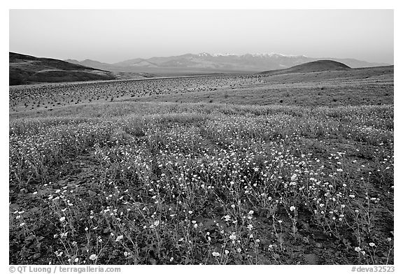 Desert Gold flowers and Panamint Range, Ashford Mill area, sunrise. Death Valley National Park, California, USA.