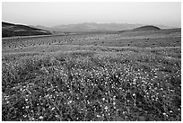 Desert Gold flowers and Panamint Range, Ashford Mill area, sunrise. Death Valley National Park, California, USA. (black and white)