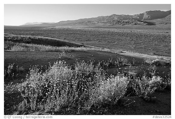 Desert Gold and Owlshead Mountains, Ashford Mill area, early morning. Death Valley National Park (black and white)