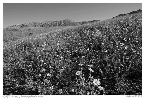 Slopes covered by thick Desert Gold flowers and mountains, Ashford Mill area, early morning. Death Valley National Park, California, USA.