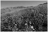 Slopes covered by thick Desert Gold flowers and mountains, Ashford Mill area, early morning. Death Valley National Park, California, USA. (black and white)