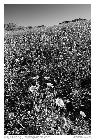 Slopes covered by thick Desert Gold and mountains, Ashford Mill area, early morning. Death Valley National Park (black and white)