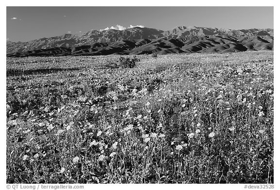 Desert Gold and badlands, afternoon. Death Valley National Park, California, USA.