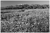 Desert Gold and badlands, afternoon. Death Valley National Park ( black and white)