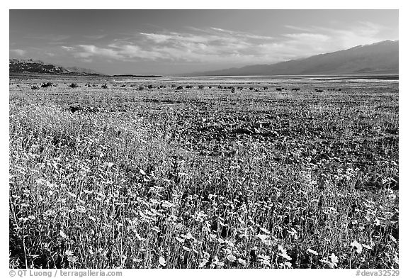 Valley and rare desert blooms, late afternoon. Death Valley National Park, California, USA.