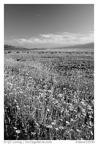 Valley and rare carpet of Desert Gold wildflowers, late afternoon. Death Valley National Park (black and white)