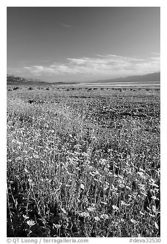 Valley and rare carpet of Desert Gold wildflowers, late afternoon. Death Valley National Park, California, USA.