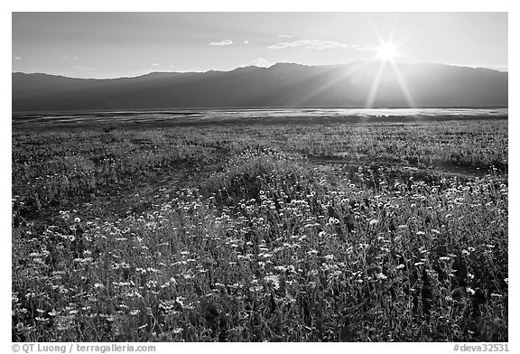 Desert wildflowers and sun, late afternoon. Death Valley National Park, California, USA.