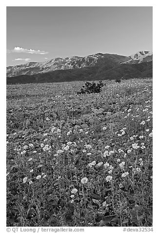 Desert blooms and distant mountains, sunset. Death Valley National Park (black and white)