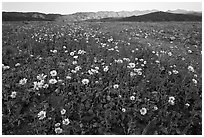 Desert Gold flowers and mountains, sunset. Death Valley National Park ( black and white)