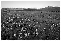 Rare desert wildflower bloom and mountains, sunset. Death Valley National Park, California, USA. (black and white)
