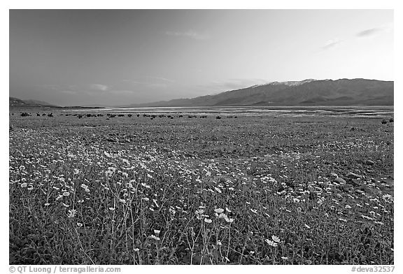 Valley and Desert Gold wildflowers, sunset. Death Valley National Park (black and white)
