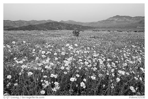 Yellow wildflowers and mountains, dusk. Death Valley National Park, California, USA.