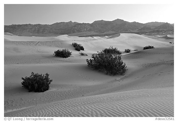 Mesquite bushes and sand dunes, dawn. Death Valley National Park, California, USA.