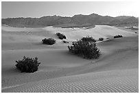 Mesquite bushes and sand dunes, dawn. Death Valley National Park, California, USA. (black and white)