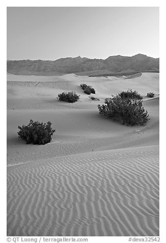 Ripples, mesquite on sand dunes, dawn. Death Valley National Park, California, USA.