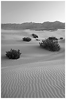 Ripples, mesquite on sand dunes, dawn. Death Valley National Park, California, USA. (black and white)