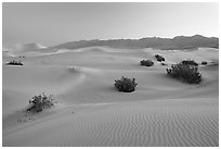 Sand dunes and mesquite bushes, dawn. Death Valley National Park, California, USA. (black and white)