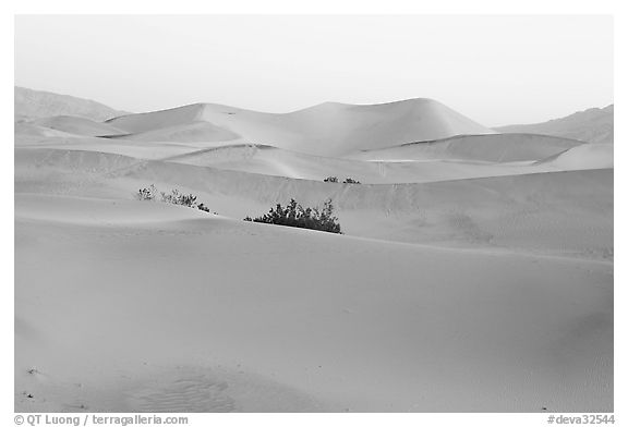 Mesquite sand dunes at dawn. Death Valley National Park, California, USA.