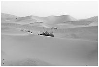 Mesquite sand dunes at dawn. Death Valley National Park ( black and white)