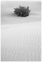 Mesquite bush and sand ripples, dawn. Death Valley National Park, California, USA. (black and white)
