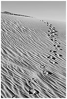 Footprints in the sand. Death Valley National Park, California, USA. (black and white)