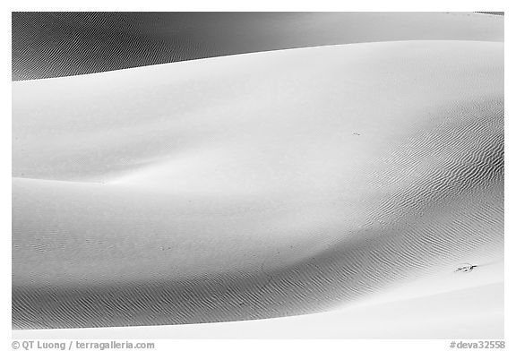 Sensuous forms, Mesquite Sand Dunes, morning. Death Valley National Park, California, USA.