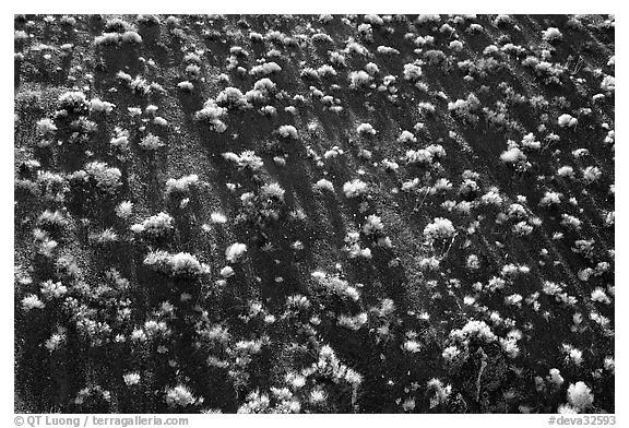 Sage bushes on steep slope. Death Valley National Park, California, USA.