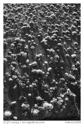 Sagebrush on hillsidee. Death Valley National Park, California, USA.