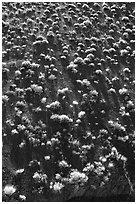 Sagebrush on hillsidee. Death Valley National Park ( black and white)