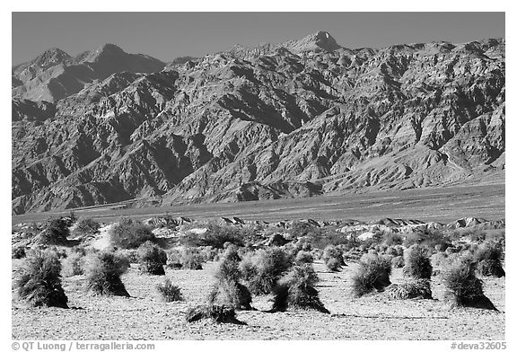 Devil's cornfield and Armagosa Mountains. Death Valley National Park (black and white)