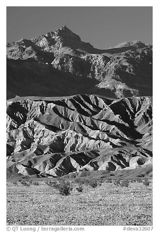 Yellow wildflowers in bloom belows the Armagosa Mountains, late afternoon. Death Valley National Park, California, USA.